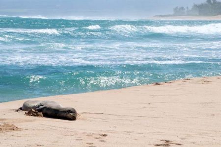 Monk seal makes fast, long journey across Hawaii